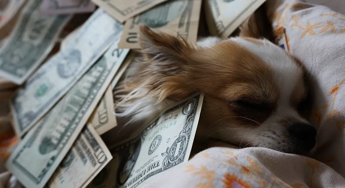 A chihuahua is lying on a couch surrounded by dollar bills.