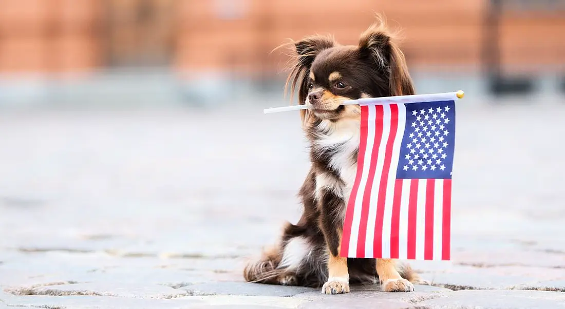 A small chihuahua dog holding an American flag in its mouth.