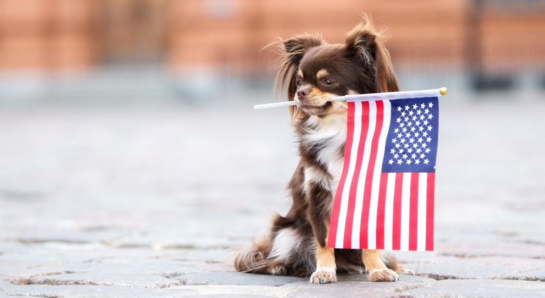 A small chihuahua dog holding an American flag in its mouth.