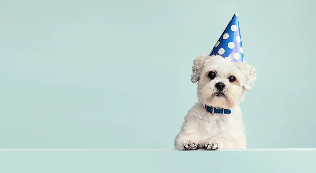 Cute white dog wearing a blue spotted party hat against a pale blue background.