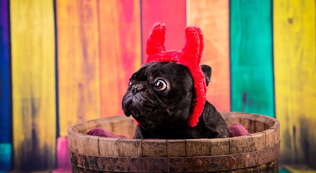 A french bulldog is wearing devil horns and sitting in a bucket against a colourful stripey fence.