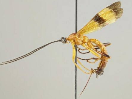 Giant Amazonian wasp species discovered that can zombify spiders’ minds