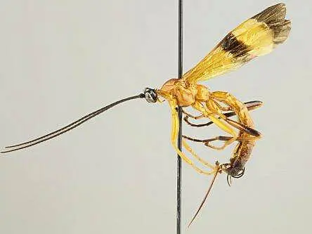 Giant Amazonian wasp species discovered that can zombify spiders’ minds