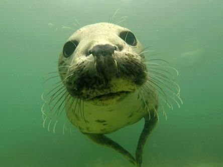 ‘Shotgun-like’ wild seal clap caught on tape for the first time
