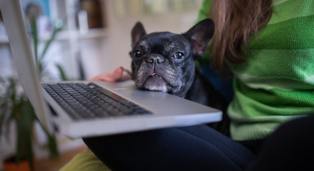 A woman is working from home with a black french bulldog on her lap by her laptop.