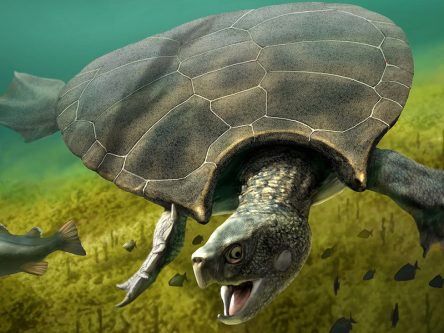 Extinct one-tonne turtle discovered with massive horned shell