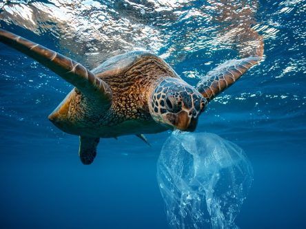 Turtles are munching down ocean plastic because it smells good