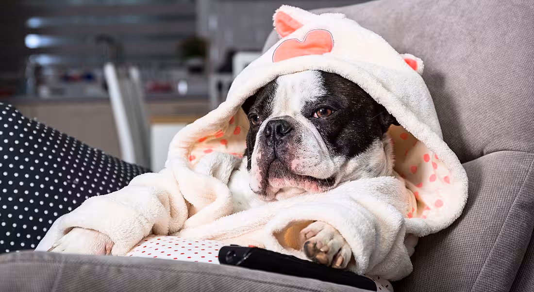 French bulldog in bathrobe watching TV with remote control in paw on the arm chair.