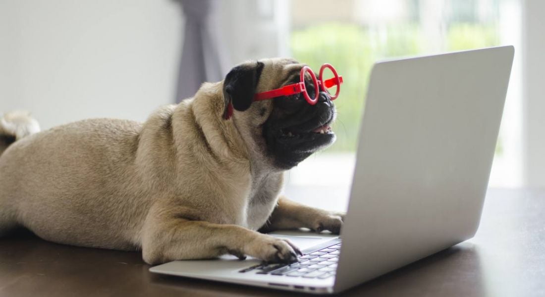 A pug is wearing glasses and working from home on a laptop.