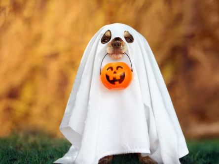 Searching for a job this October? There’s no need to get spooked