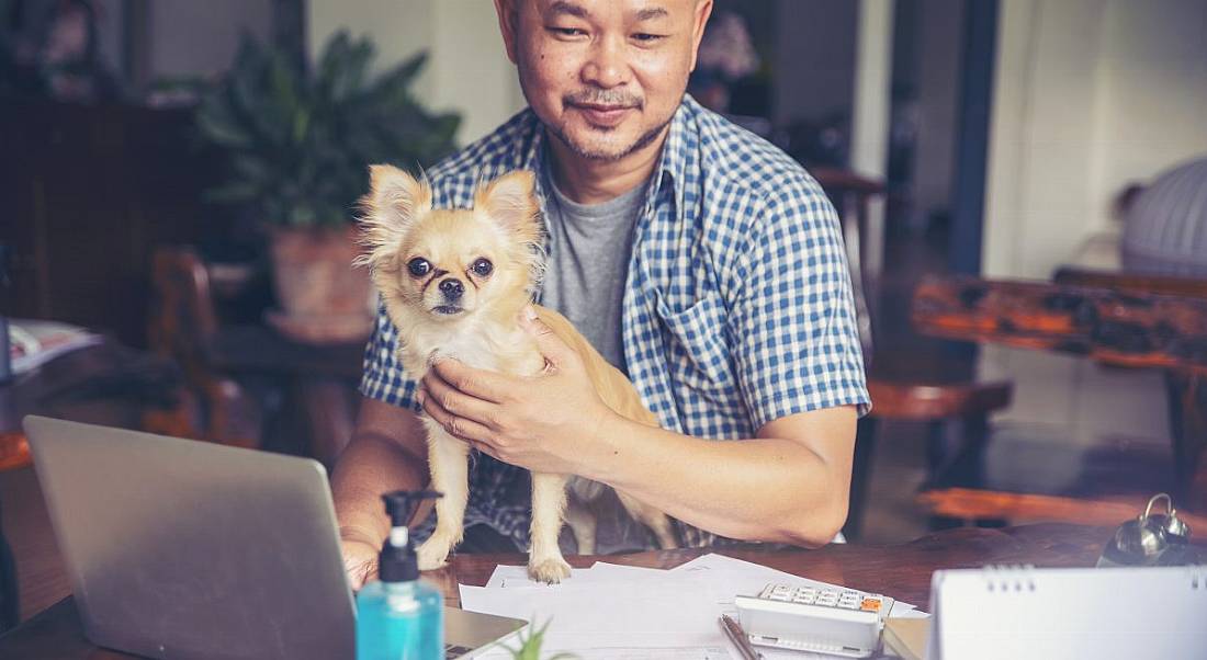 A man is working from home at a desk with his pet dog on his lap.