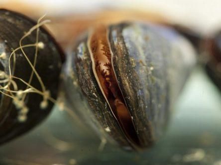 Laundry lint is causing a big problem for mussels across the globe