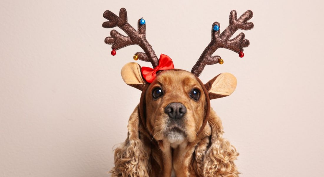 A brown dog is wearing reindeer antlers against a pale pink background.