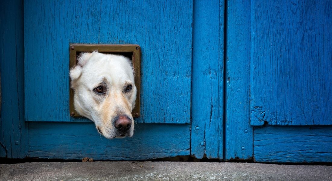 A labrador has his head stuck in a cat flap on a blue wooden door, symbolising feeling stuck.