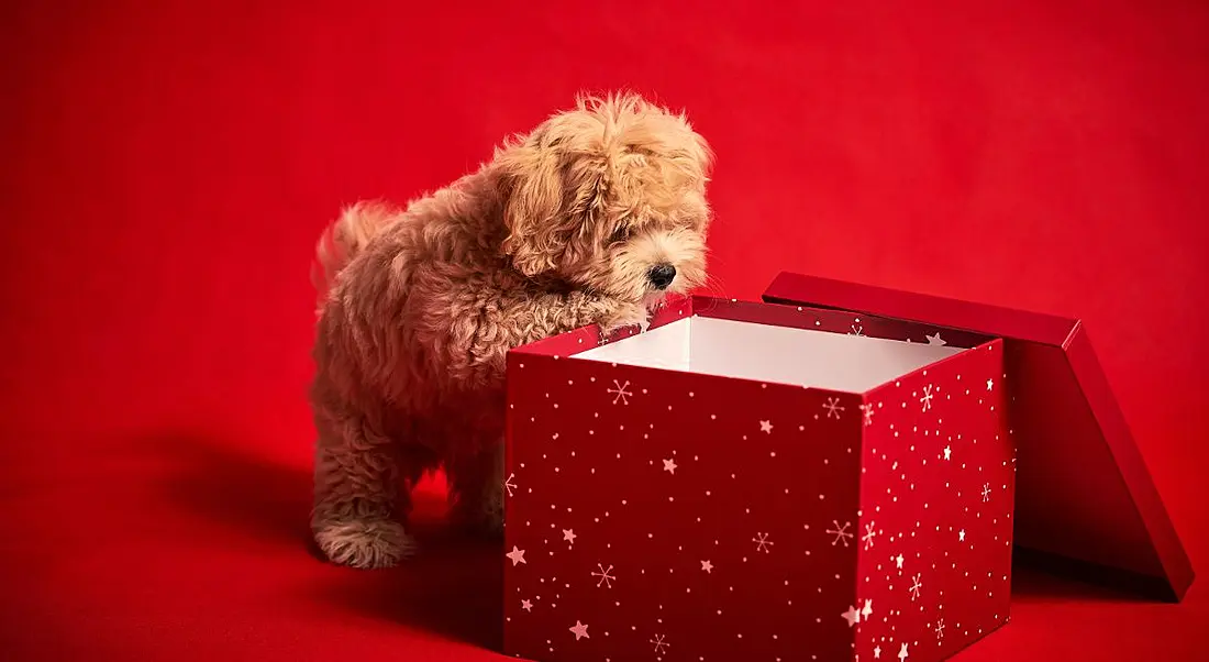 Cute puppy against a red background looking into a gift box for a present, like a new job.