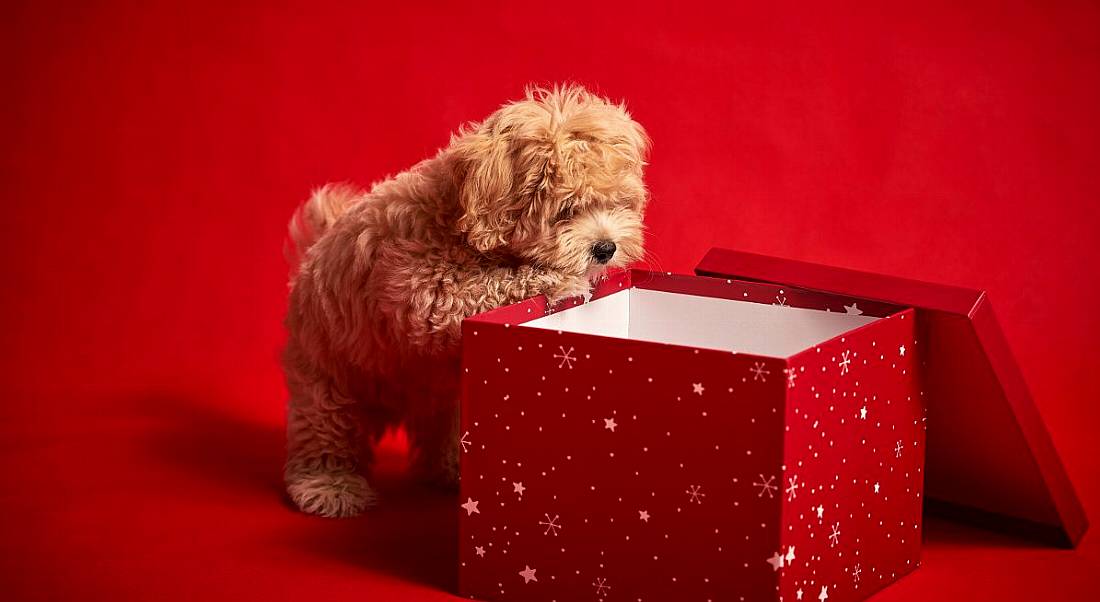 Cute puppy against a red background looking into a gift box for a present, like a new job.