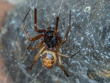 Bite from common Irish spider can transmit antibiotic-resistant bacteria