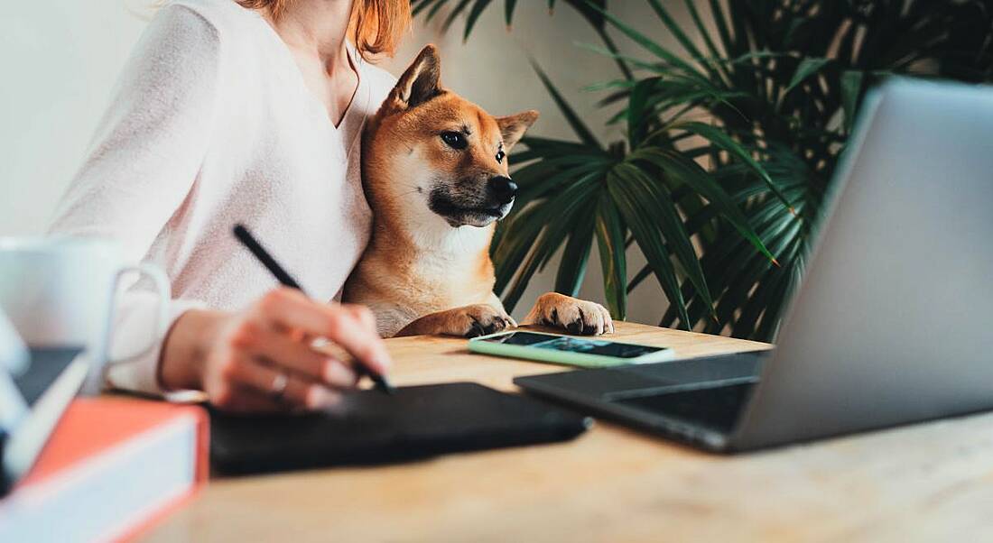 A woman wraps her arm around a shiba inu dog while working from home on a laptop and touchpad.