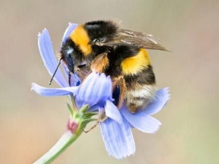 How the data centre industry could help save the bees