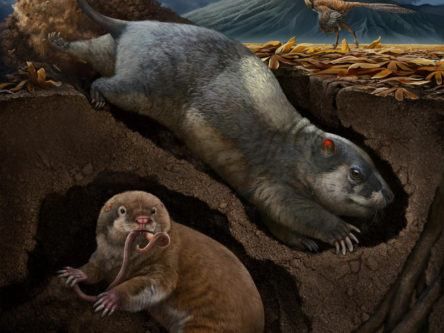 Scientists unearth ancient species of mammal-like burrowers