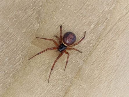 A bite from a noble false widow can result in hospitalisation, study says