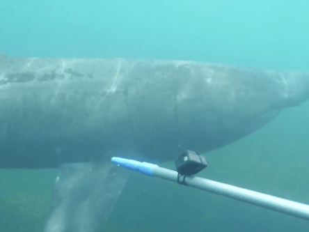 Endangered basking sharks get tagged by researchers off Cork coast