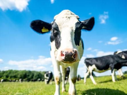 Project to make Irish dairy farms climate neutral wins €2m SFI prize