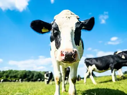 Project to make Irish dairy farms climate neutral wins €2m SFI prize