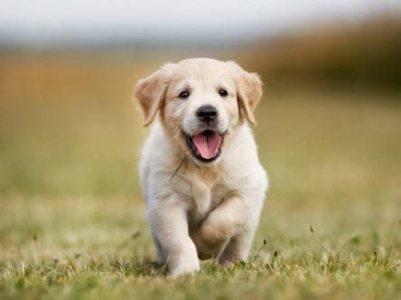 Puppies may be born ready to communicate with people