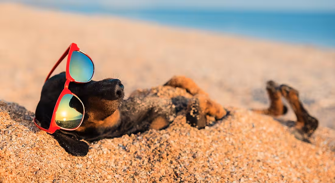 A dog wearing sunglasses while lying on its back in the sand on a beach, symbolising employees getting an extra week off.