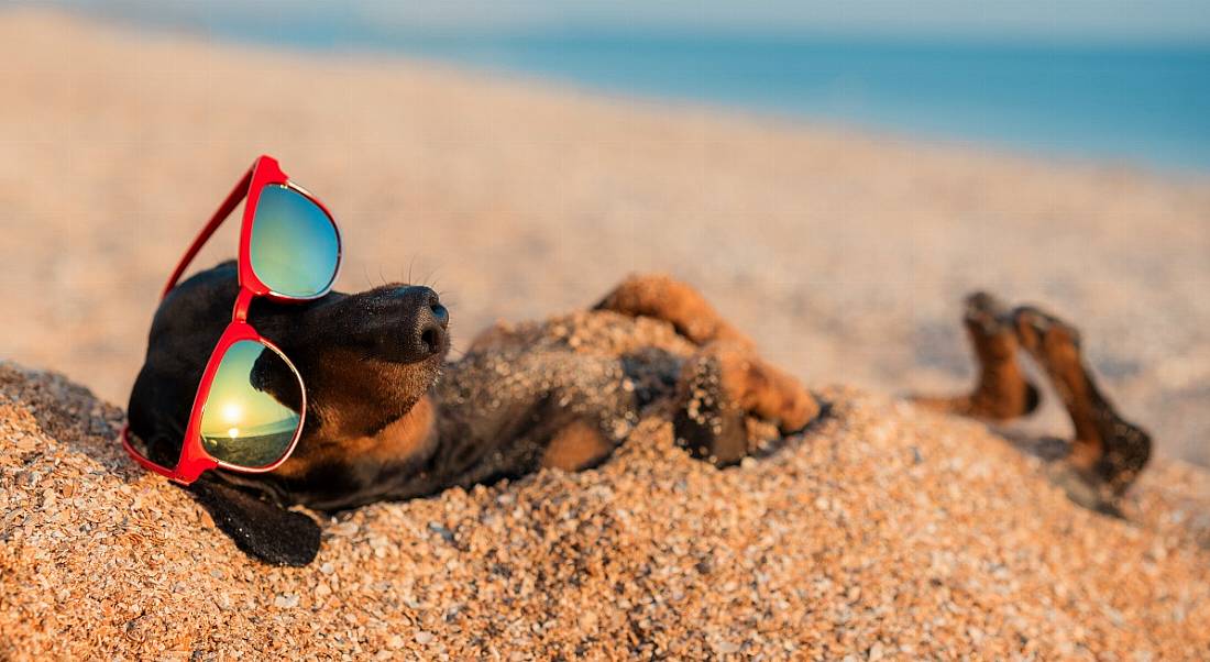 A dog wearing sunglasses while lying on its back in the sand on a beach, symbolising employees getting an extra week off.