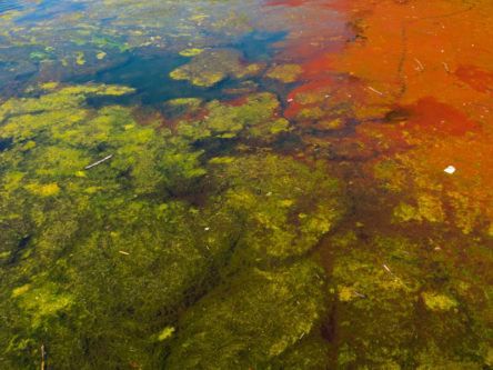 Scientists use AI-powered microscope to detect harmful algae in Irish waters