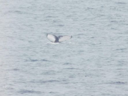 Orion the humpback whale ‘a dream sighting’ for marine observers