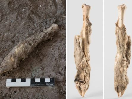 Ancient mummified sheep shows same genetic traits as modern breeds