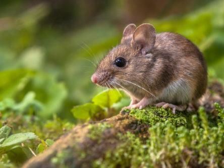 Mouse stem cells use same process as plants to stop viruses