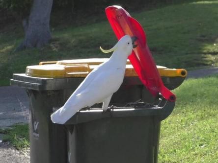 Parrots in Australia have learned to open bins from each other, research finds