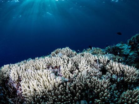 New probiotic treatment could help regenerate coral after bleaching events