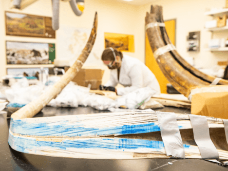 Life of a woolly mammoth reconstructed using its 17,000-year-old tusk
