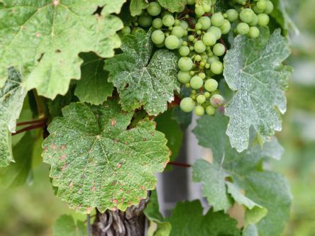 Facial recognition AI helps fast-track research in crop-ruining grape mildew