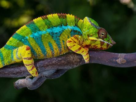 Robotic chameleon can move and change colour to its surroundings