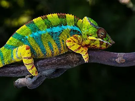 Robotic chameleon can move and change colour to its surroundings