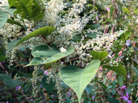 Research could provide new way of controlling invasive Japanese knotweed