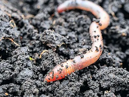 Wiggly roboworms can sense own position and movement in space