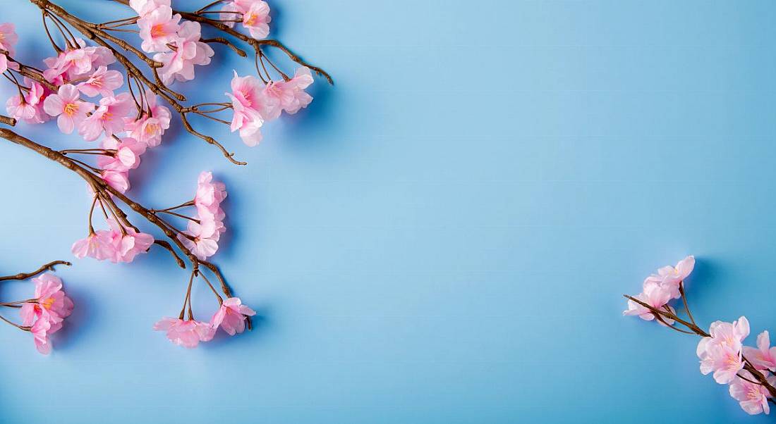 Cherry blossom branches laying against a blue background.