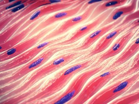 Bioengineered muscle fibre could stimulate tissue regeneration