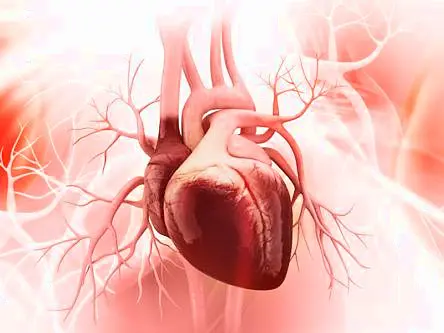 Injectable hydrogel could repair cardiac muscle after heart attacks