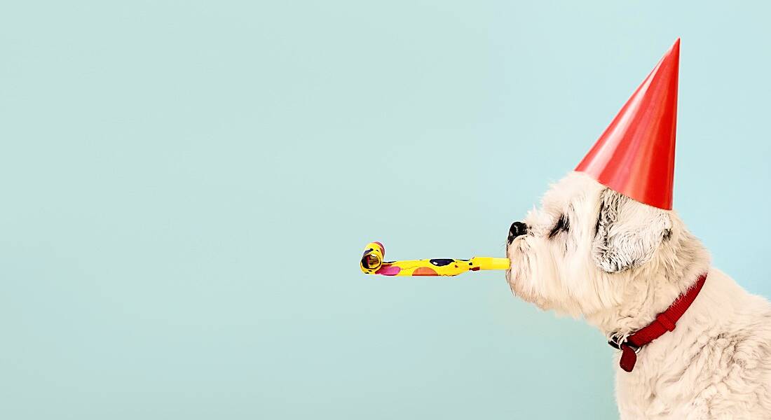 A dog is wearing a party hat and has a party streamer in its mouth.