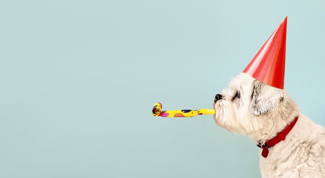 A dog is wearing a party hat and has a party streamer in its mouth.