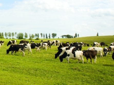 Limerick dairy research gets €14m funding to boost sustainability