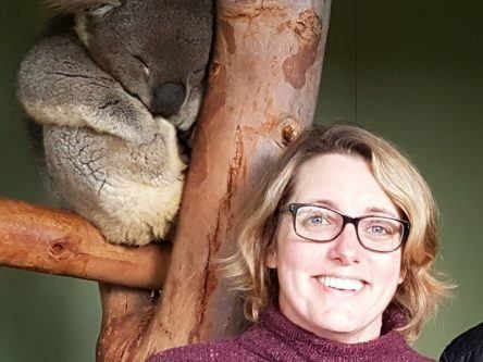 How this scientist is using genome data to help save koalas